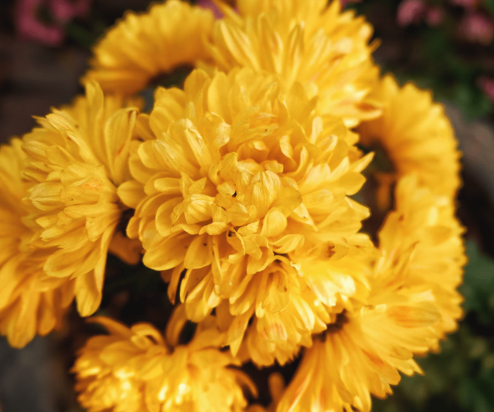 marigold flower online