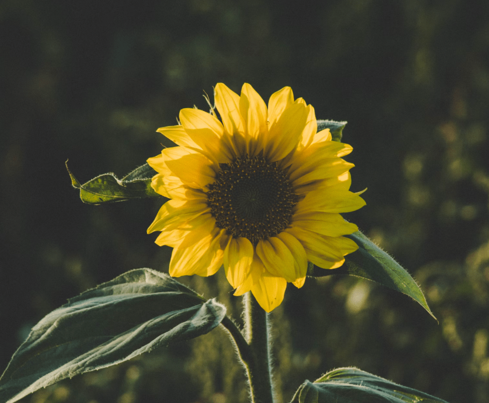 sunflowers online delivery