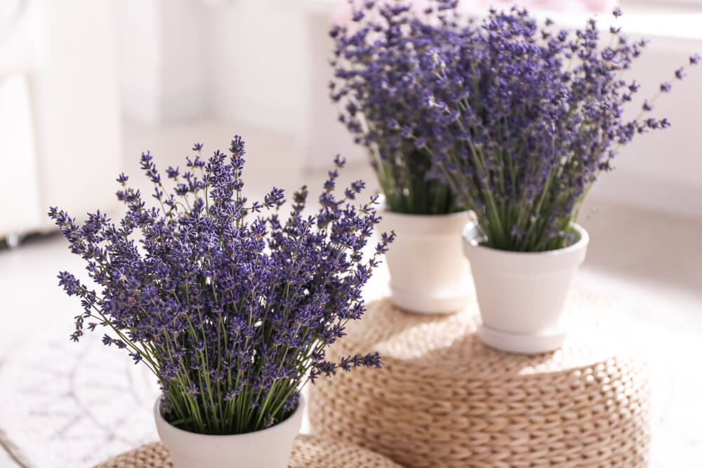 Lavender flower